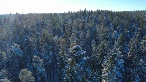 Winter drone footage of pine forest and rural area Stock Footage 325208287