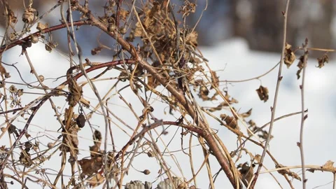 Winter. Dry grass covered the branches of a cherry on a background of snow. Vídeos de archivo 148313551
