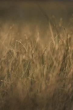 Winter dry grass field background Stock Photos