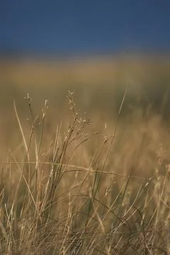 Winter dry grass field background Stock Photos