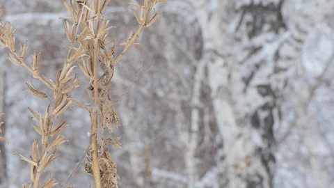 Winter. Dry grass moves in the wind against the background of birch. Stock-Footage 122238623