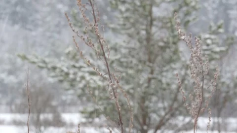 Winter, dry grass, snowing, trees in the snow Stock Footage 270538993