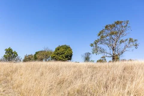 Winter Dry Grass  Trees Sky Hiking Landscape Foto stock