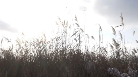 Winter dry reeds under a cloudy sky. Stock Footage 168644654