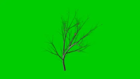 Winter dry tree animation Green Screen background stock video Stock Footage 267977216
