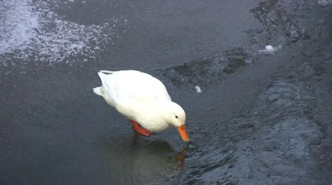 Winter - Duck on Ice Видео 10732192