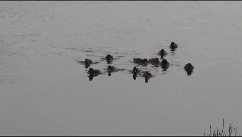 Winter, ducks Stockbeeldmateriaal 33034270