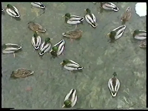 Winter Ducks Stock Footage 340541868