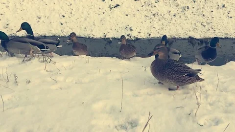 Winter. Ducks on the river Video stock 83172466