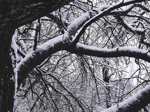 Winter dusk.Tree branches covered with fluffy snow Stock Photos