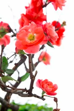 Winter, early spring, pink, longevity plum, plum Stock Photos