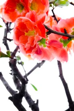 Winter, early spring, pink, longevity plum, plum Stock Photos