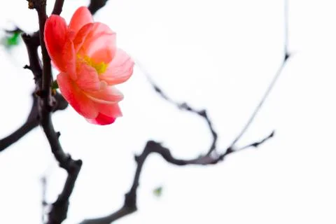 Winter, early spring, pink, longevity plum, plum Stock Photos