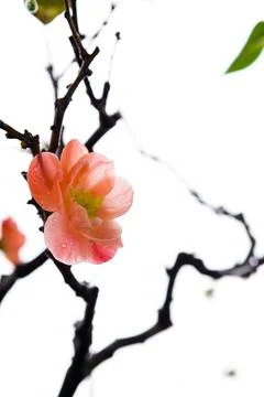 Winter, early spring, pink, longevity plum, plum Stock Photos
