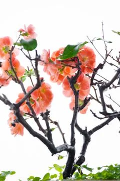 Winter, early spring, pink, longevity plum, plum Stock Photos