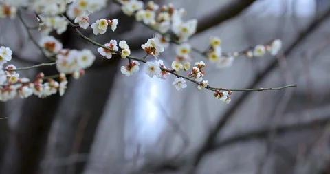 Winter, early spring, plum, bloom, white plum Stock Footage 122219597