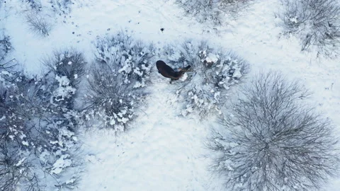 In winter, the elk consumes exclusively twig food: branches of willow, mountain Stock Footage 149187849