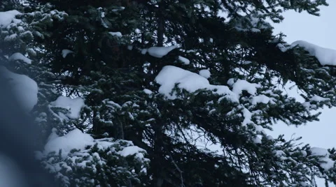 Winter Elk 스톡 동영상 61015237