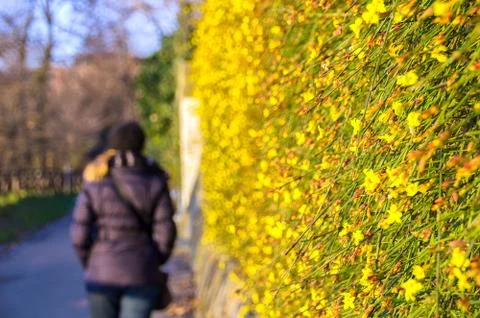 Winter end flower bloom spring arrival woman walk back blurred background w.. Stockfoto's