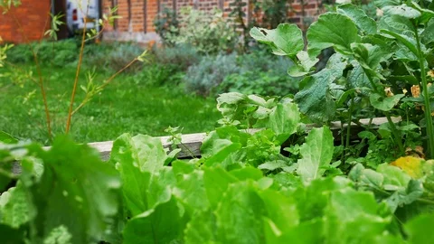 Winter endives being watered Stock Footage 127285366