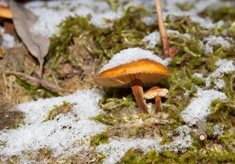 Winter estimates of location on a tree trunk in forest Foto stock