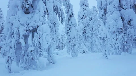 Winter Evening Forest and a lot of Snow Stock Footage 106465232