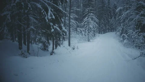 Winter evening in forest 스톡 동영상 86721813
