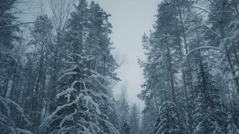 Winter evening in forest 스톡 동영상 87724566