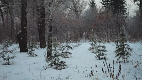 Winter Evening Forest Stock Footage 297447318