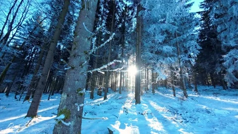 Winter evening forest. Sun glare in a winter forest. Stock Footage 318024106