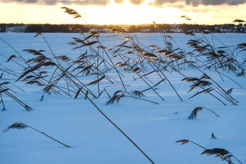 Winter evening landscape. Stock-Fotos