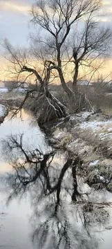 Winter evening landscape with trees reflected in the water Stock Photos