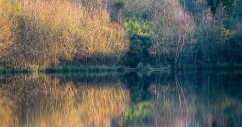 Winter evening light illuminates a group of birch trees on the shores of a la Stock Photos