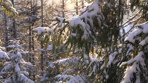 Winter evening light illuminating snow-covered pine branches Stock Footage 290785675