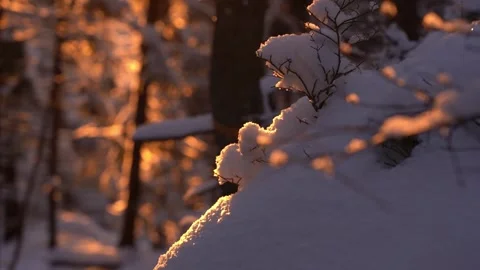 Winter evening light illuminating snow-covered pine branches Stock Footage 293227220