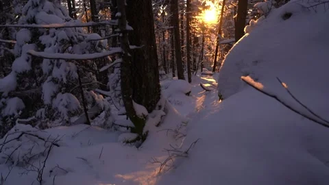 Winter evening light illuminating snow-covered pine branches Stock Footage 296647525