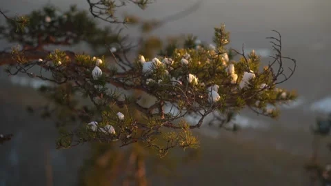 Winter evening light illuminating snow-covered pine branches Stock Footage 307832744