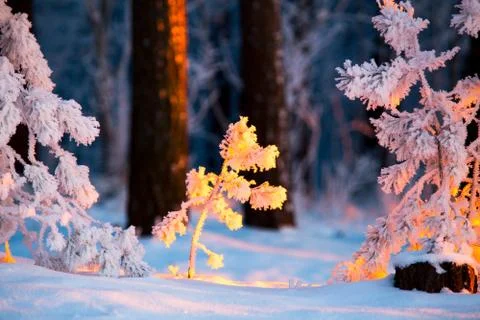 Winter evening Stock Photos
