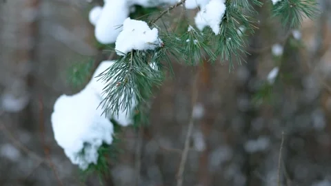 Winter Evergreen Branches Covered in Snow Stock Footage 163693411