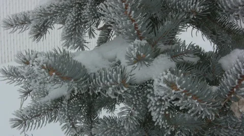 Winter Evergreen Closeup Stock Footage 991530