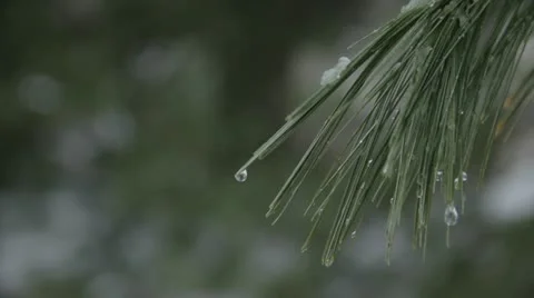 Winter Evergreen Droplet 스톡 동영상 20592109
