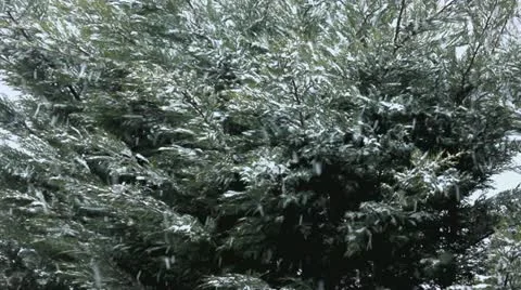 Winter evergreen Stock Footage 21615057