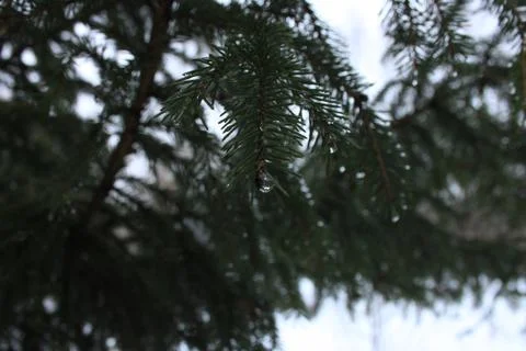 Winter Evergreen Tree Stock Photos