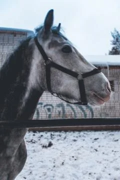 Winter face horse Stock Photos