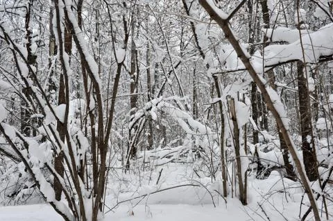 Winter fairy tale in the forest. Stock Photos