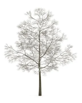 Winter fall norway maple tree isolated on white background Illustrazione stock