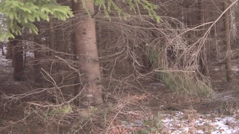 Winter fallen leaves Stock Footage 137641536