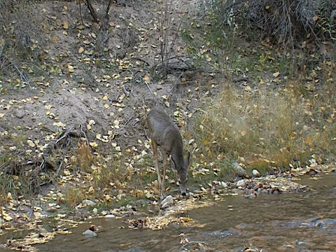 Winter Fawn Drinking From River Gets Spooked &amp; Runs Back Up Bank Fast Stock Footage 73534792
