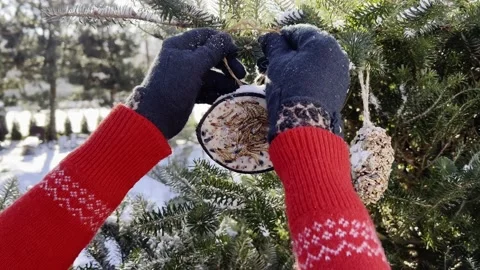 Winter feeding of birds Stock Footage 168128771