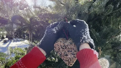Winter feeding of birds Stock Footage 168128807